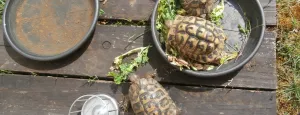 D'adorables résidents au Logis de Hauteroche !