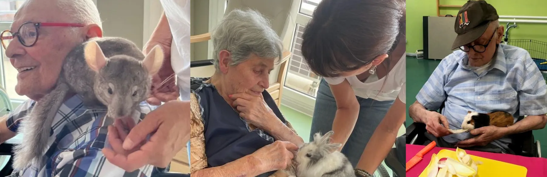 Médiation animale : une thérapie non médicamenteuse au service de nos aînés