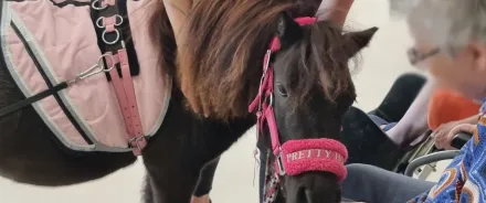 A la Cité des Ainés, un poney rend visite aux personnes âgées