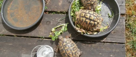 tortues 