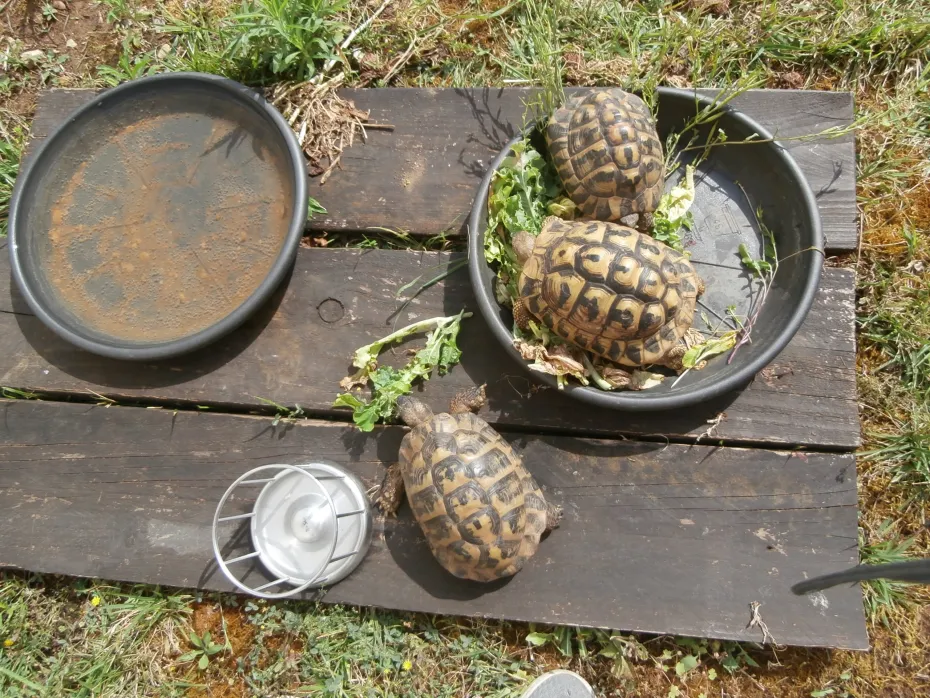 tortues 